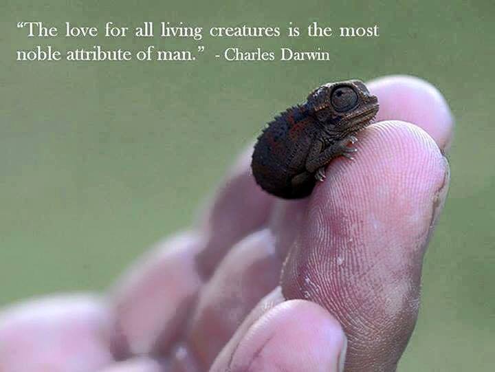 love creatures darwin.jpg