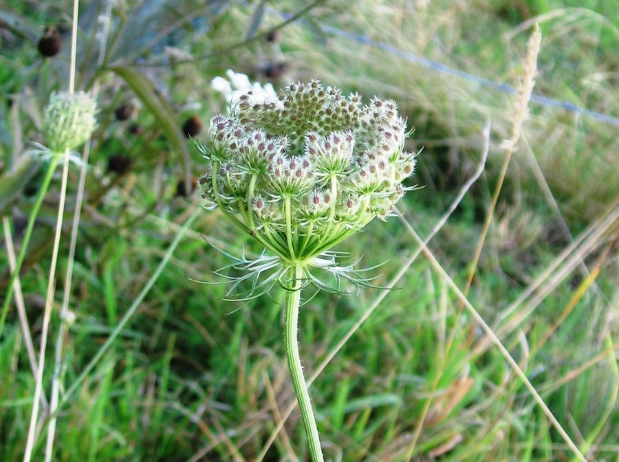 Wilde Möhre Jungblüte.jpg