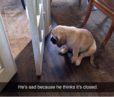 sad dog.png