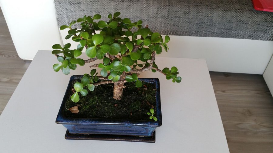 bonsai.jpg