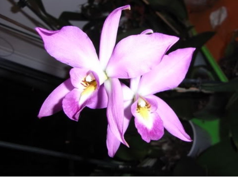 Laelia.JPG