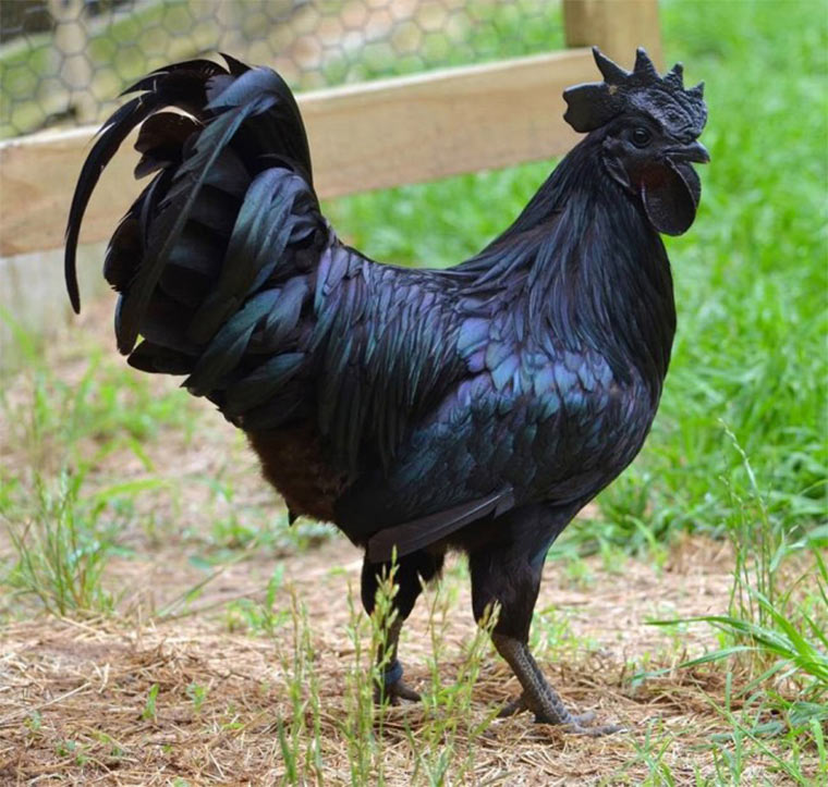 Ayam_Cemani_01.jpg