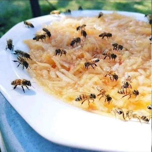 Apfel für Bienen.jpg