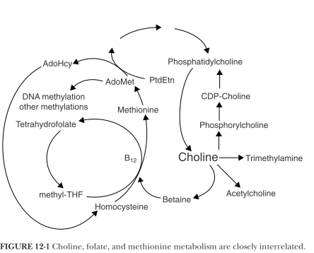 choline-synthese.PNG