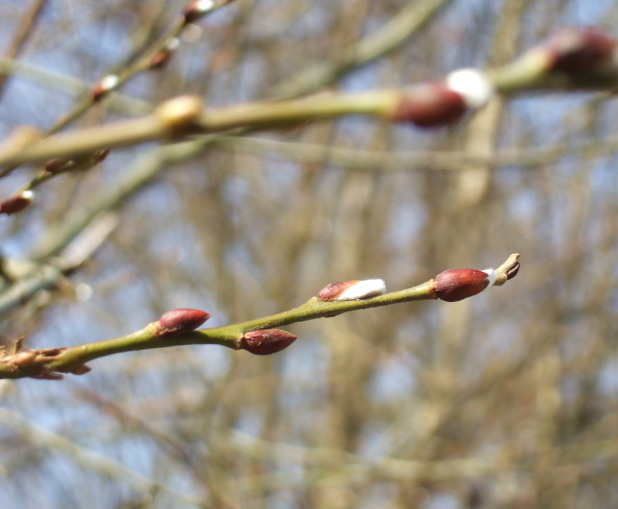 Frühling.jpg