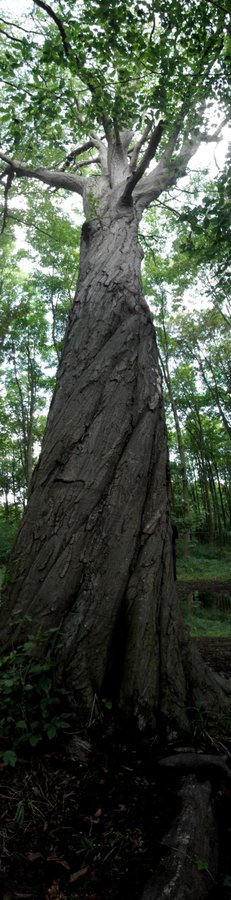 K640_DSCF92Hambacher Forst.15.JPG