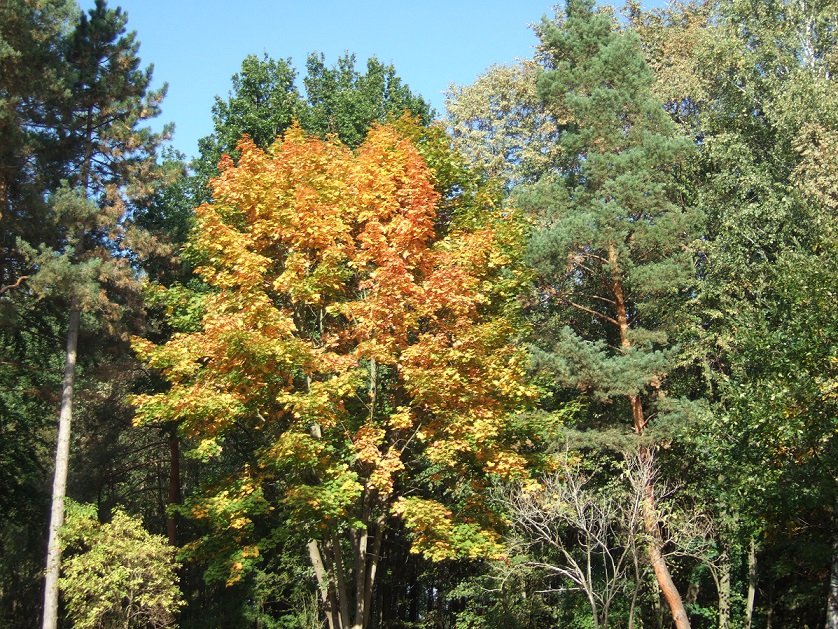 Herbst 2015.jpg