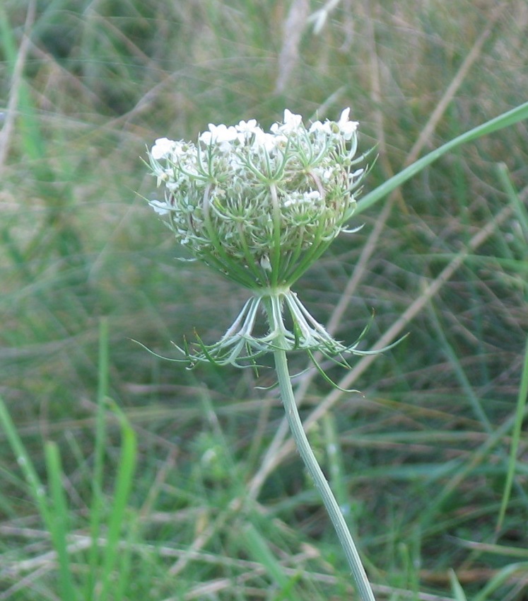 Wilde Möhre Großaufnahme Blüte jung.jpg