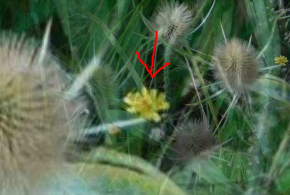 Hintergrundblüte auf Karden-Bild von Petra.PNG