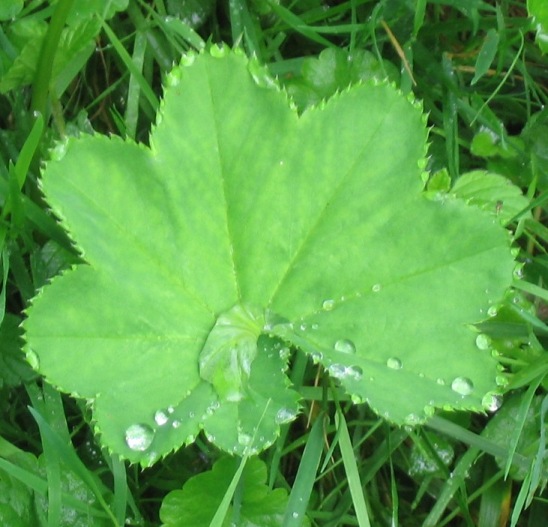 Wassertropfen auf Grün.JPG