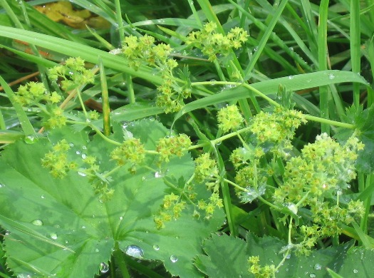 grün mit Blüte vergrößert.JPG